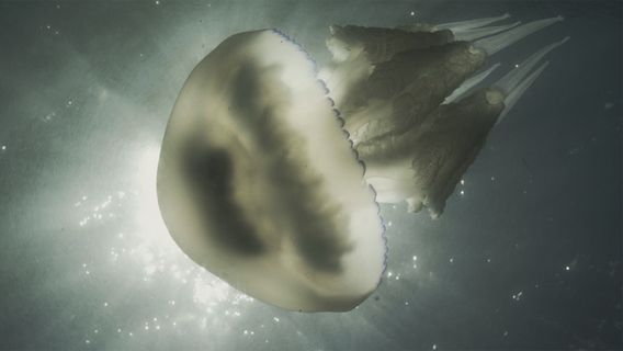 Аз, Морето - Живот в мълчание cover image