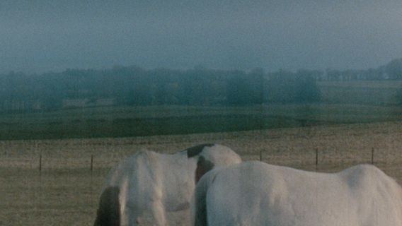 SOMEONE TO STEAL HORSES WITH imagine de copertă
