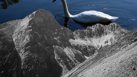 Schwanensee - kép 2