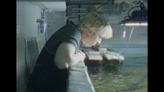 Wie Welse jagen - image 2