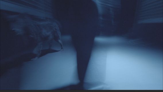 We Bark in the Same Tone of Voice - image 3