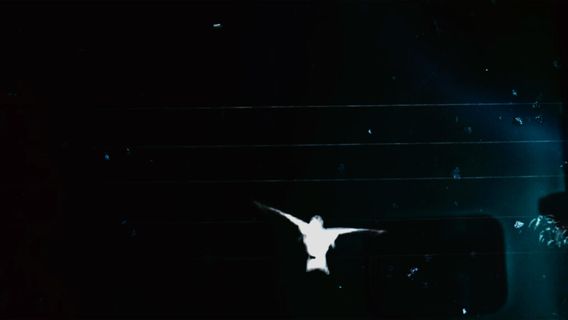 Lessons on flight - image 3