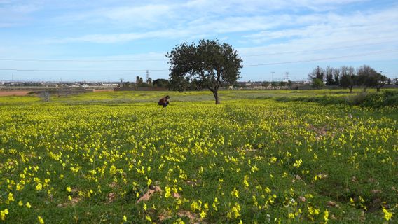 Flores y estorninos cover image