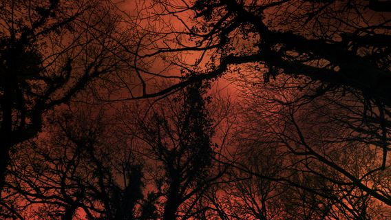 Carta d'un arbre als humans cover image