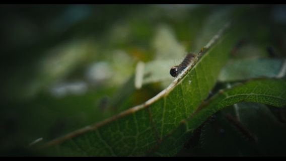 Moth Peruse borítókép