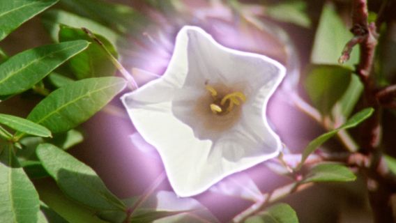 O Jardim em Movimento cover image
