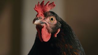 Gaina 1.jpg